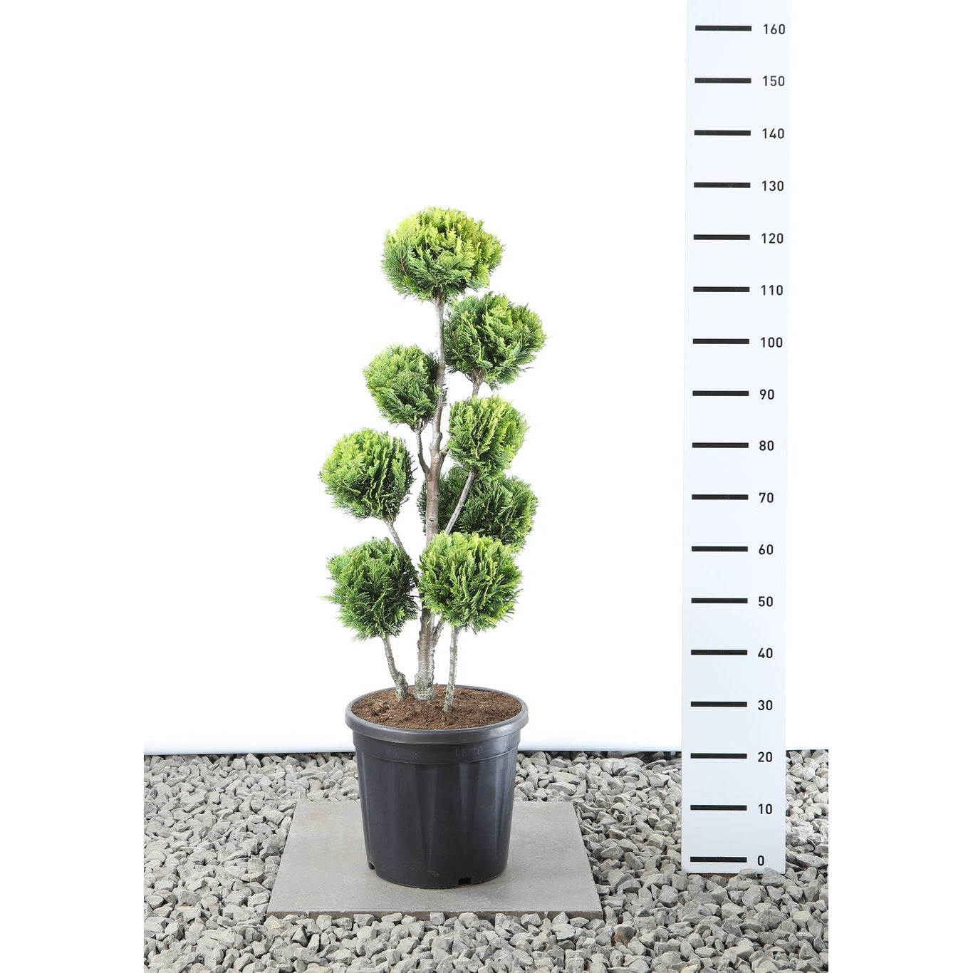 Ädelcypress – Chamaecyparis lawsoniana 'Alumigold' - 80-100 CM PonPon EXTRA in Cont.